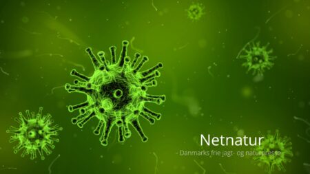 RS-virus og spædbørn