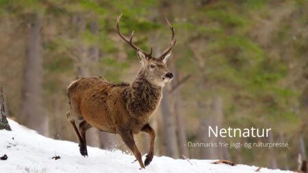 Dagjagt på statens arealer: Så meget bør det koste