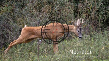 De 2 bedste kugleplaceringer til råvildt