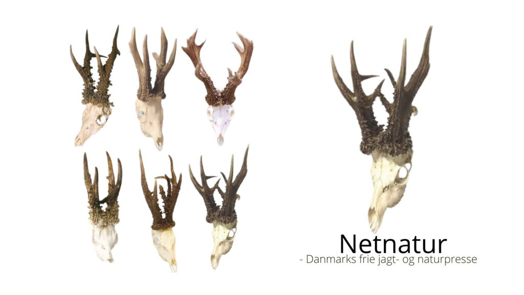 Spanske råbukke vokser ind i himlen