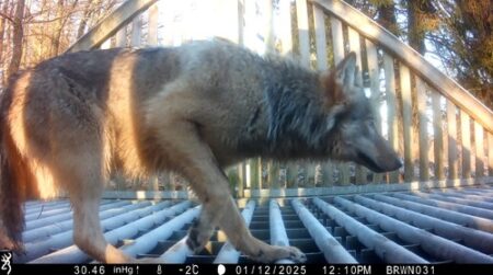 Ulve har lært sig at krydse færiste