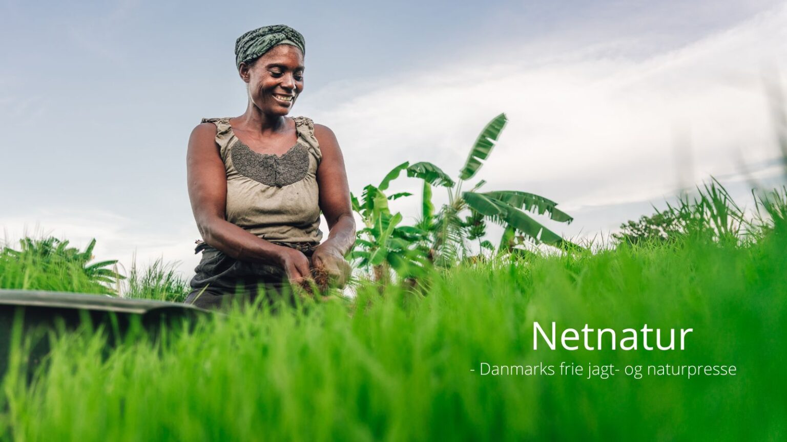 Den grønne væg i Afrika – hvad er status?