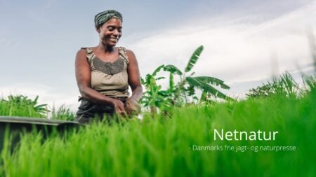 Den grønne væg i Afrika – hvad er status?