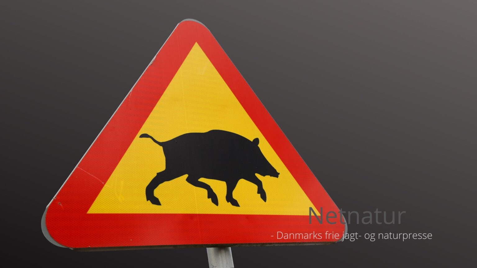 Vildsvin og råvildt skyld i hver tredje trafikuheld Vildsvin og råvildt skyld i hver tredje trafikuheld