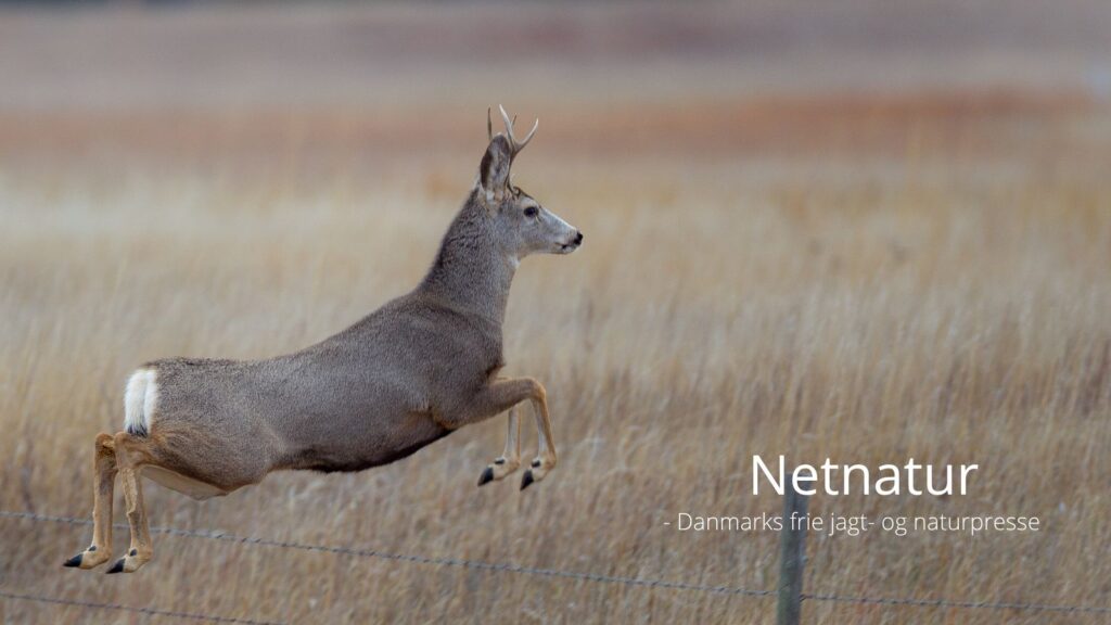 Dommedagsbilleder af flygtende dyr spreder sig
