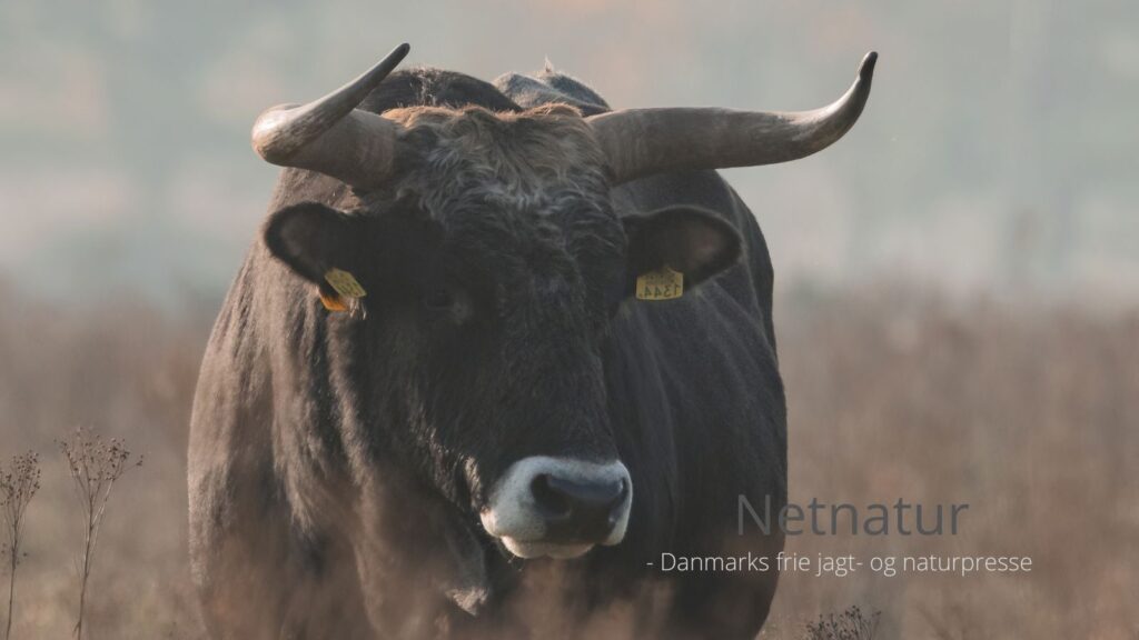 Kæmpeokser med horn på op til en meter skal udsættes i Danmark