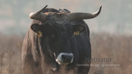 Kæmpeokser med horn på op til en meter skal udsættes i Danmark