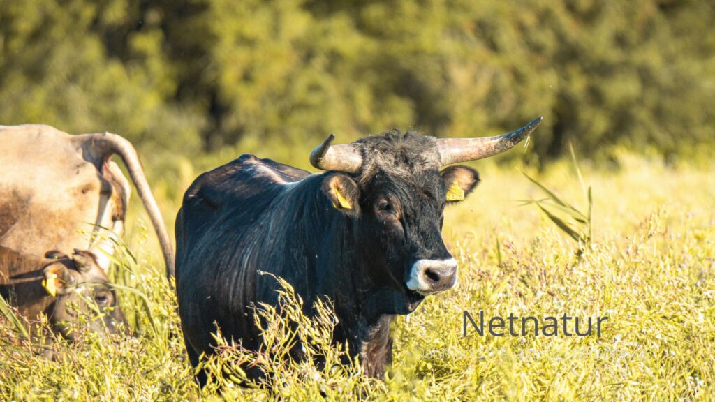hornlængde og formAuroksens horn voksede i tre kurveretninger: først opad og udad, derefter fremad og indad, til sidst indad og opad, med en vinkel på ca. 60° mod mule Cattlemen's Texas Longhorn Conservancy Wikipedia . Hornlængden kunne nå op til 80 cm, med diameter ved basen på mellem 10–20 cm worldanvil.com Wikipedia Biology Insights . Nogle meget store skeletfund viser hornkerner med længde op til 107 cm, og når man inkluderer hornbeklædning (keratin), kan længden være endnu større breedingback.blogspot.com . I nogle fund samt beskrivelser er hornlængder på op til 120 cm (uden keratin) nævnt