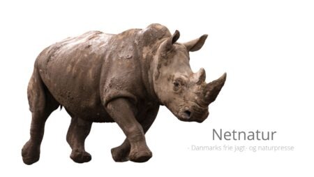 Radioaktivet materiale anvendes i kamp mod krybskytter