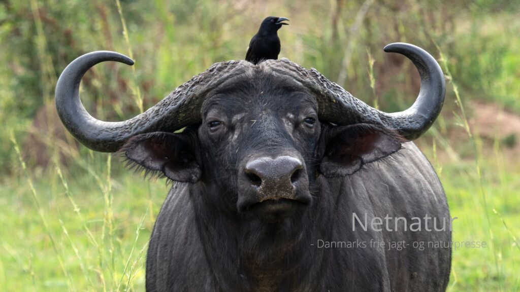Jæger dræbt af bøffel Trofæjæger angrebet og dræbt af en ikke anskudt bøffel