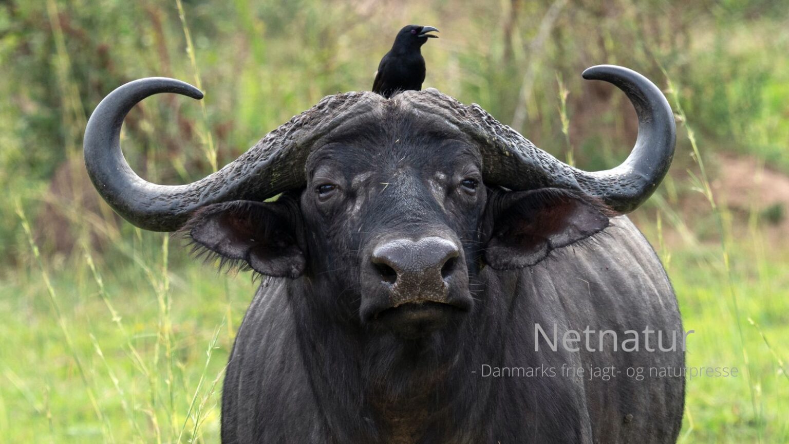 Trofæjæger angrebet og dræbt af en ikke anskudt bøffel 