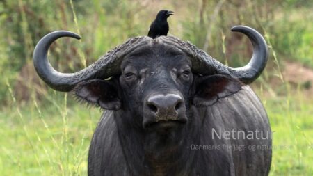Jæger dræbt af bøffel Trofæjæger angrebet og dræbt af en ikke anskudt bøffel