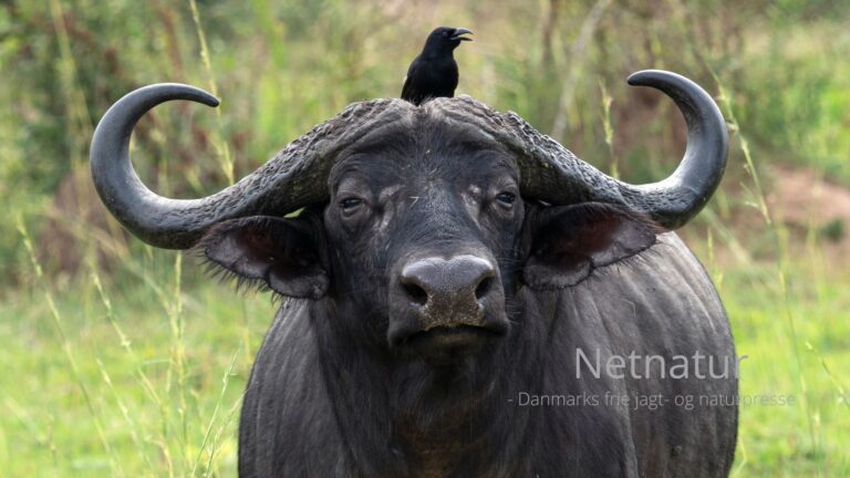Trofæjæger angrebet og dræbt af en ikke anskudt bøffel 