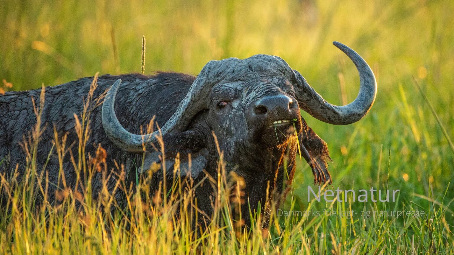 Scheels bøffeljagt på Mount Kenya