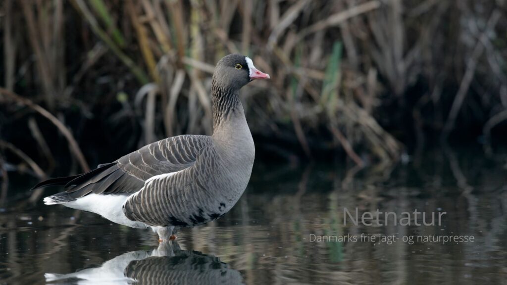 Gåsekrig over grænsen