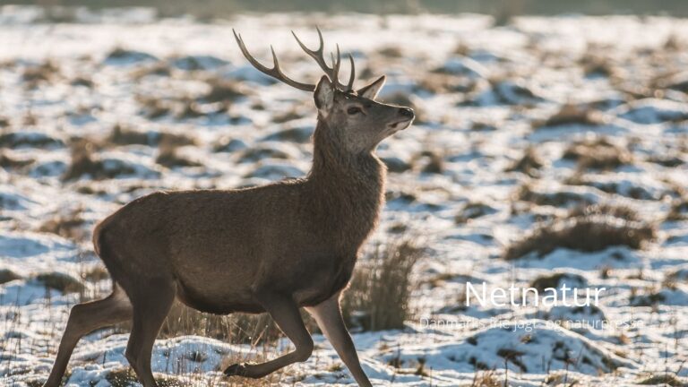 Sprossefredning - hjælper det?