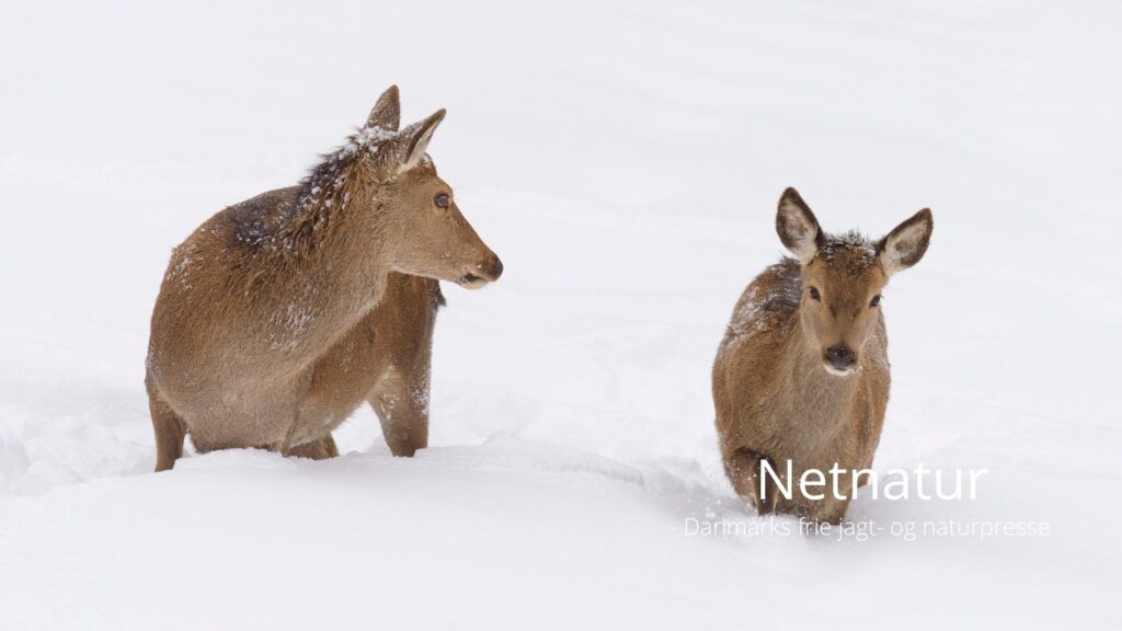 Bør man afvikle drivjagt, når der er meget sne?