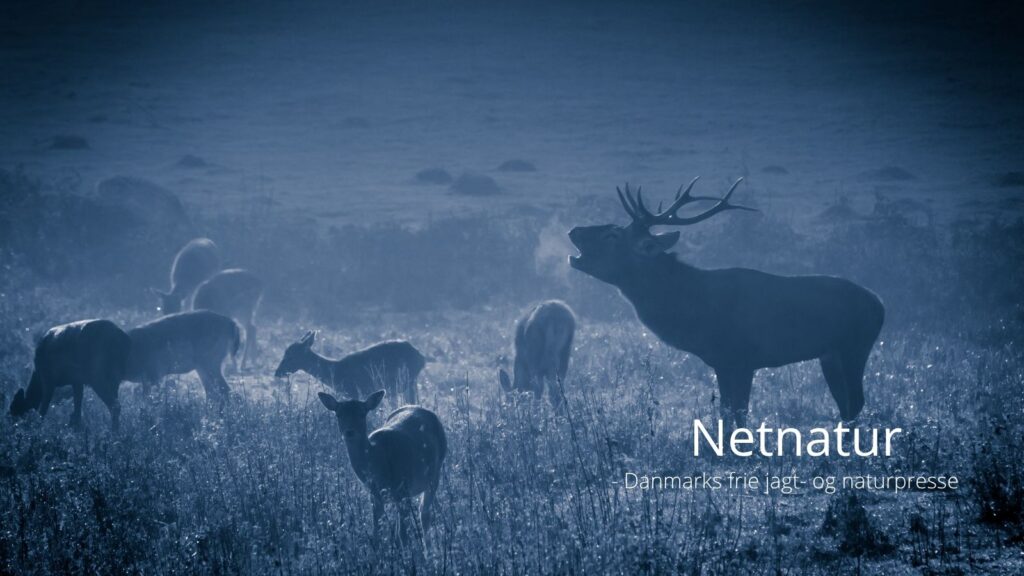Ny forskning bekræfter jagtens positive rolle i naturbevarelse