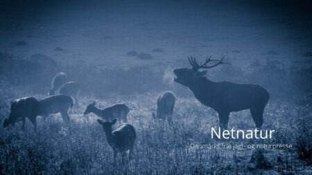 Ny forskning bekræfter jagtens positive rolle i naturbevarelse