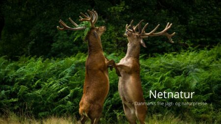 Fodring står for skud