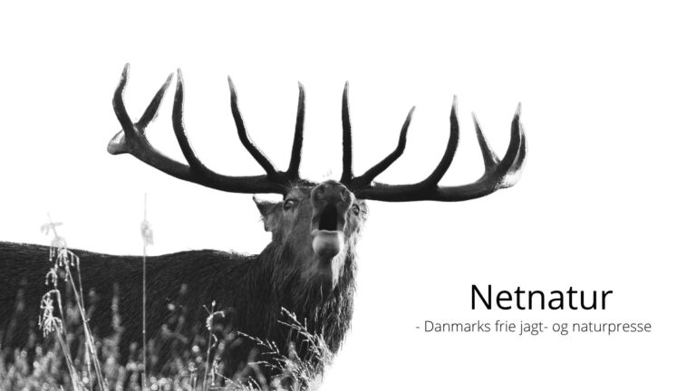 Mere kronvildtjagt til jægerne Mere kronvildtjagt til jægerne