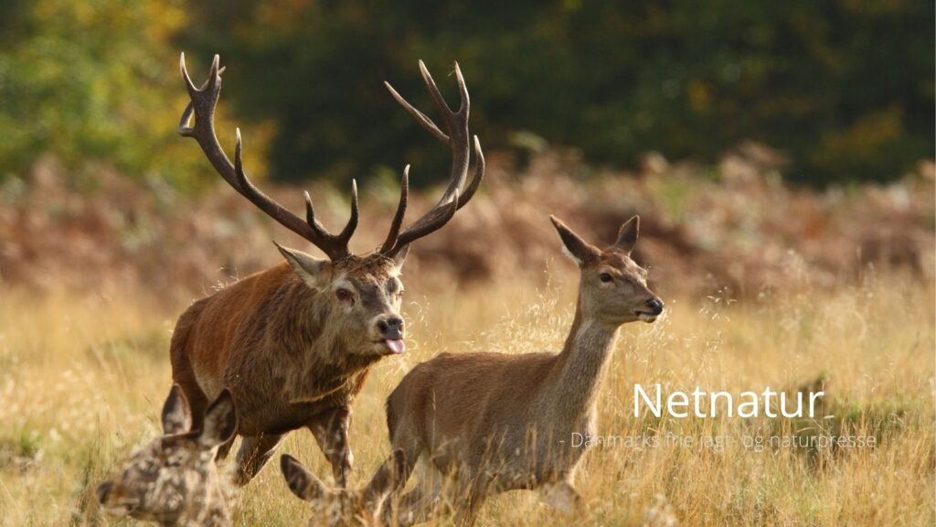 Fed løgn på TV om hjortejagt på små arealer Fed løgn på TV om hjortejagt på små arealer