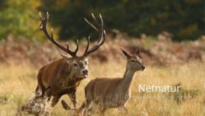 Fed løgn på TV om hjortejagt på små arealer
