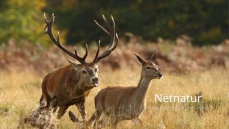 Fed løgn på TV om hjortejagt på små arealer
