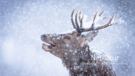 Hjortebrunst: Hvornår starter brunsten?