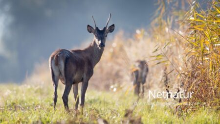 Solcellepark skaber alvorlige problemer for hjortevildtet