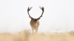 Naturnationalparkerne skulle samle os – men endte med at splitte Naturnationalparkerne skulle samle os – men endte med at splitte