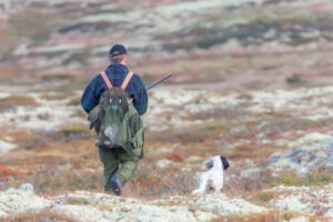 Jagt på rype med stående hund - hvordan ser fremtiden ud?