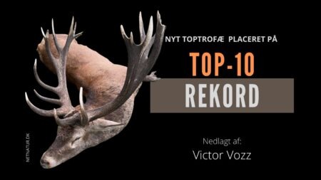Ny Danmarksrekord indenfor kronvildt