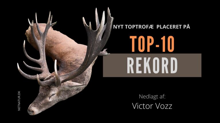 Ny Danmarksrekord indenfor kronvildt