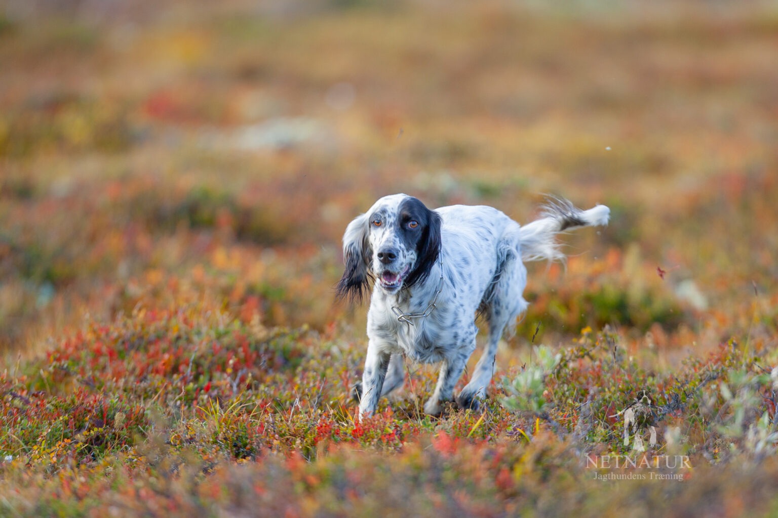 Forskellen mellem en almindelig hundeforsikring og en forsikring for jagthunde