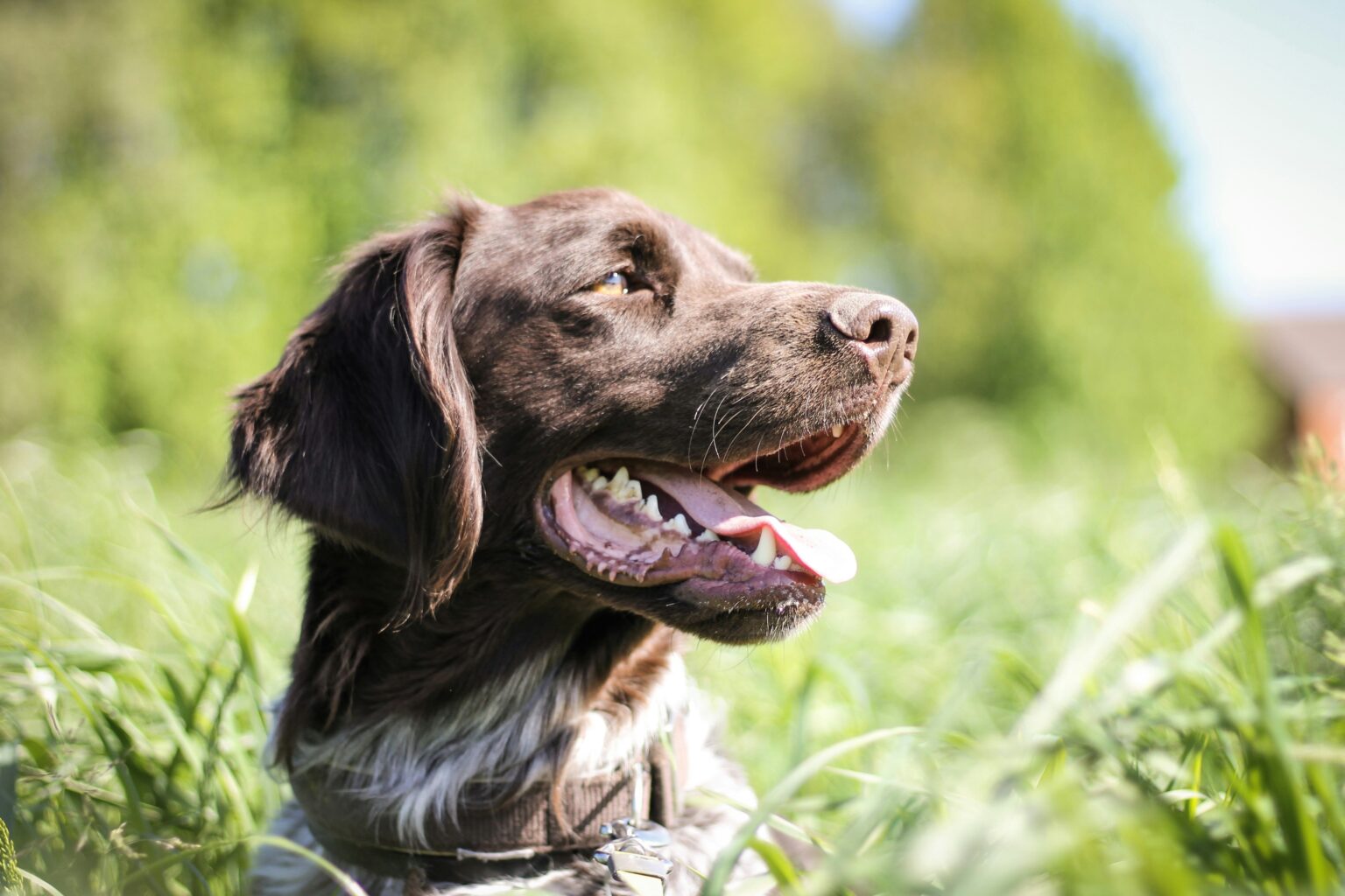 Hundeforsikring til jagt – rækker en almindelig dækning?