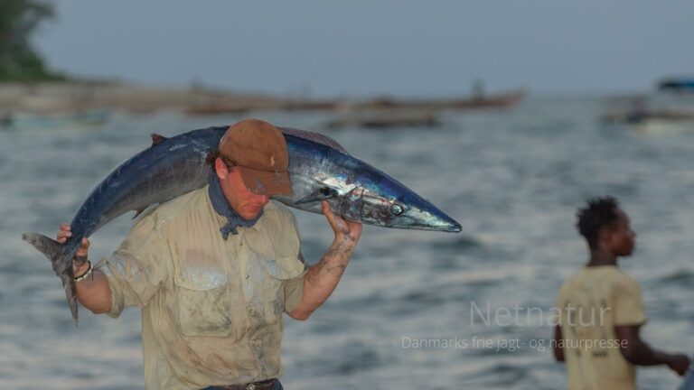 Pangani: Big Game Fishing i kølvandet på Hemingway