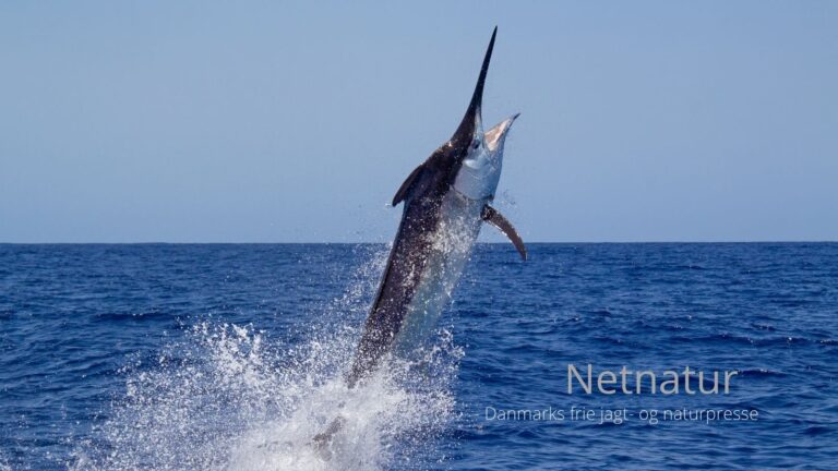 Marlin: Hvor og hvornår?