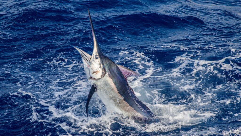 Sort Marlin er sammen med stribet Marlin den mest almindelige malin-art i Tanzania