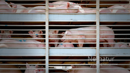 Kristian Sloth: Dødsstød til den animalske eksportindustri