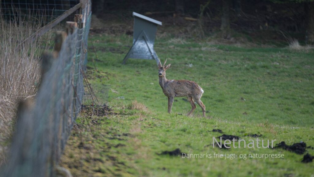 Rebet strammes om fodring af hjortevildt