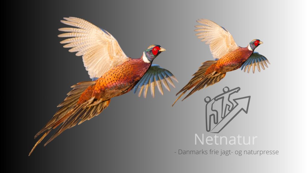 Rekordmange besøgende på Netnatur