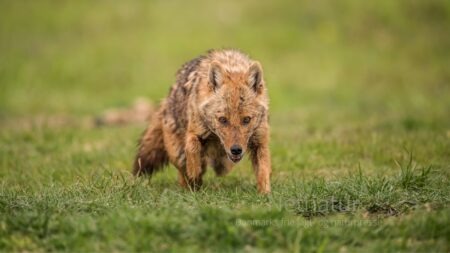 Derfor er guldsjakalen ikke invasiv