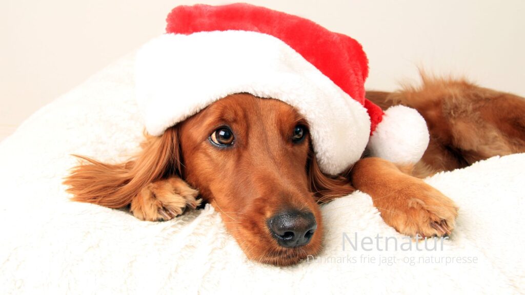 Julen – en tid for glæde, men også en udfordring for vores kæledyr