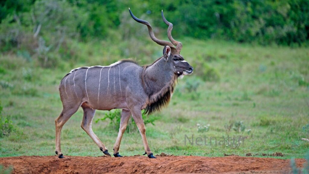 Stor kudu (Tragelaphus strepsiceros) – jagt, trofæ og biologi Stor kudu (Tragelaphus strepsiceros)