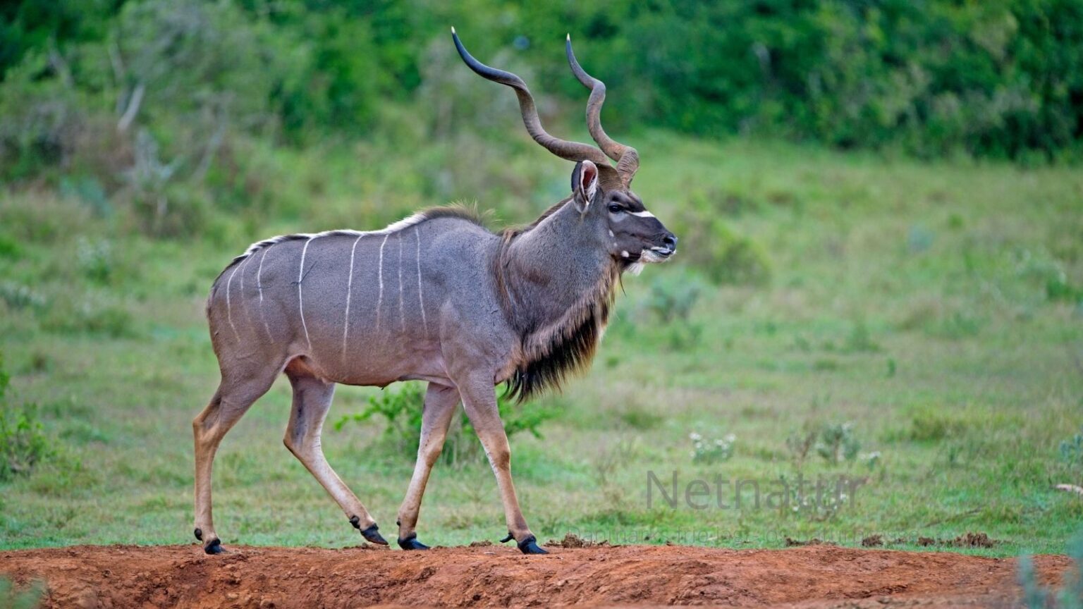 Stor kudu (Tragelaphus strepsiceros)