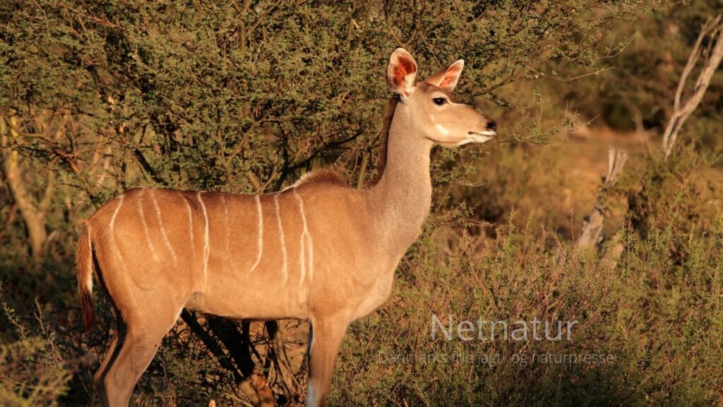Impalaens rolle i savannens balance og som nøglefødekilde for rovdyr