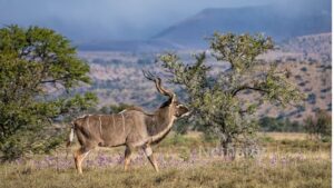 Sydafrika: Jagtturisme har skabt vild natur flere gange større end hele Danmark Sydafrika: Jagtturisme har skabt vild natur flere gange større end hele Danmark