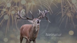 Netnatur: Godt nytår