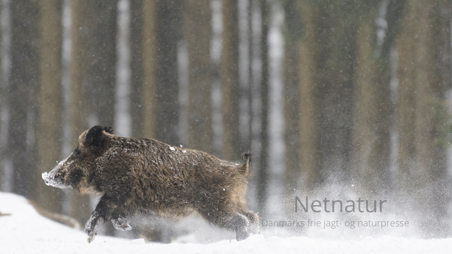 Forbud mod jagt på klovvildt i dyb sne